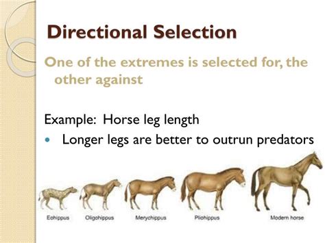 anima selection a|example of directional selection animal.